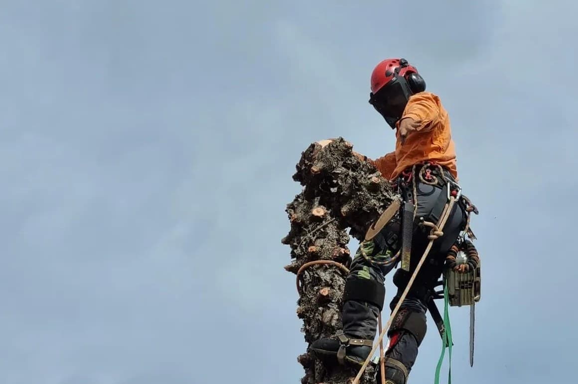 Kindest Cut Arborist at work in Tuart Hill, Perth